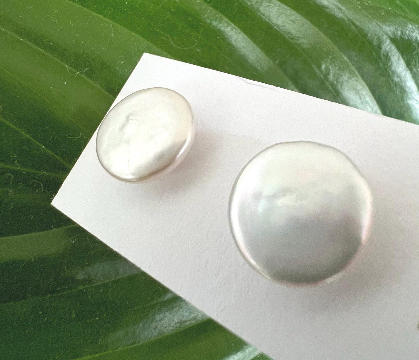 FRESHWATER CULTURED BUTTON PEARL STUDS 14mm